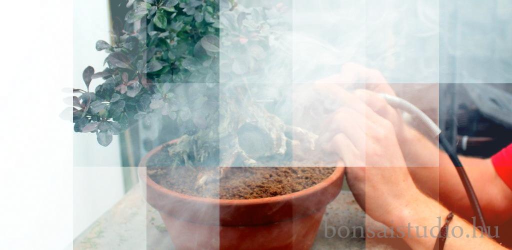 kulonleges bonsai alakitasok egy berberis thunbergii bonsaion japan nevelokontenerben marczika bonsai studio workshop